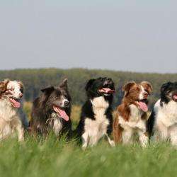 Pension Chien Et Chat 63