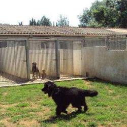 Pension Dog Méditerranée