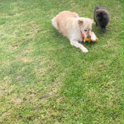 Pension Familiale Pour Animaux Chiens Chats Oiseaux