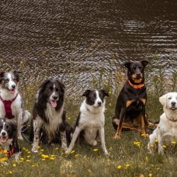Peps Dogs Paradise