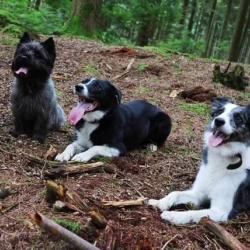 Peps Dogs Paradise
