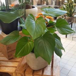 L'atelier Fleuriste
