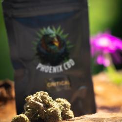 Phoenix Cbd