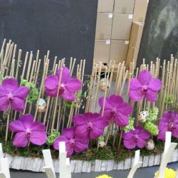 Les Floralies D'anchin