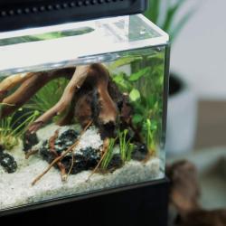 Pico Tank