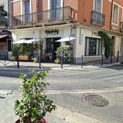 Pilea  Jardinerie Urbaine