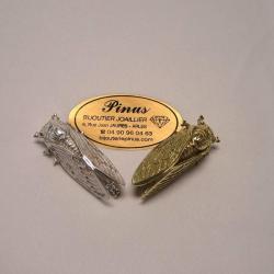 Pinus