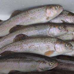 Pisciculture De La Croix Du Burn