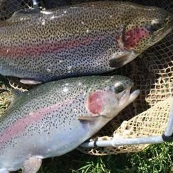 Pisciculture De Toul Borzo Scea