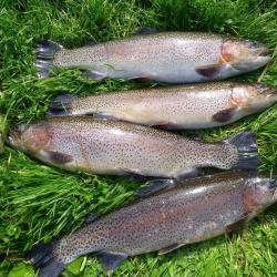 Pisciculture Du Breuchin
