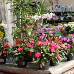 Poinet Fleurs