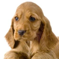 Point Dog