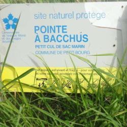 Pointe à Bacchus