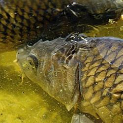 Poissonnerie
