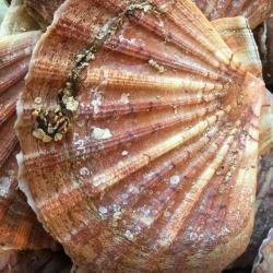 Poissonnerie Des 4 Chemins