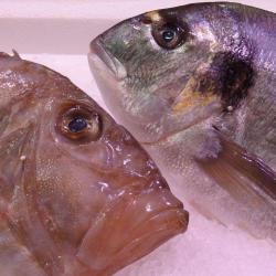 Poissonnerie La Houlle