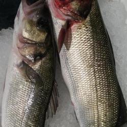 Poissonnerie Vitiello