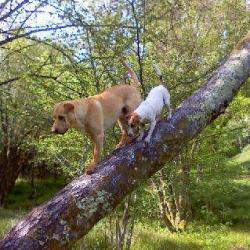 Pôle Canin & Félin