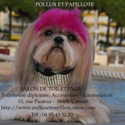Pollux Et Papillote