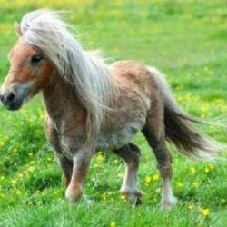 Poney Club Au P'titrot