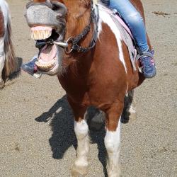 Poney Club De La Salamandre