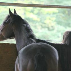 Poney Club La Galopade