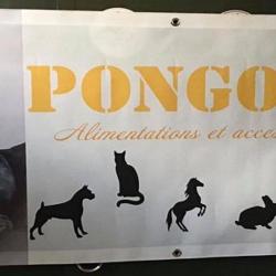 Pongo&co