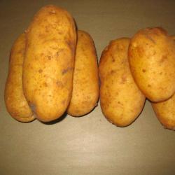 Potager76