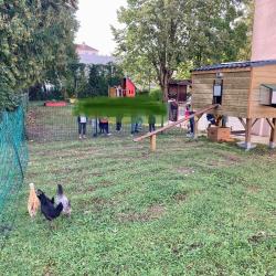 Poule à Dom Eco Vertu Solutions