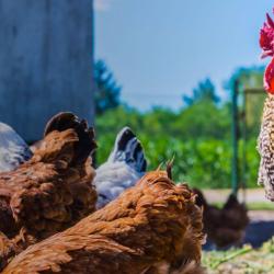 Poulet Néron
