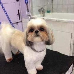 Princess Caniche