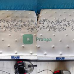 Probea