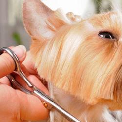 Profil Canin