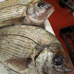 Profish