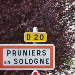 Pruniers En Sologne