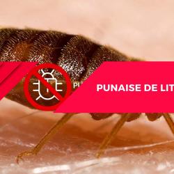 Punaise De Lit Maison