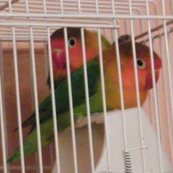 Qualitybird