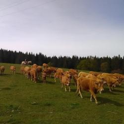 Ranch Made In The Usa