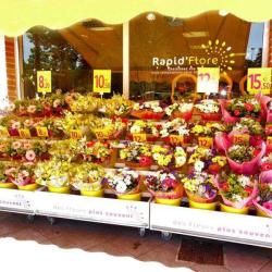 Rapid' Flore
