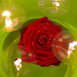Allons Voir Si La Rose