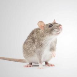 Ratounett