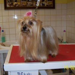 Regard Canin