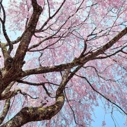 Reiki Essentiel