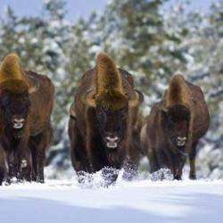 Réserve De Bisons D'europe