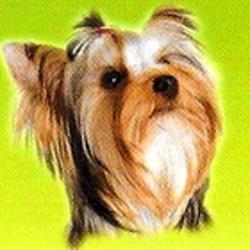 Rêve De Chien