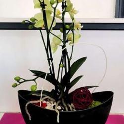 Romilly Fleurs