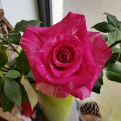 Rose Passion