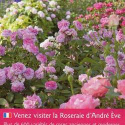 Roseraie André Eve