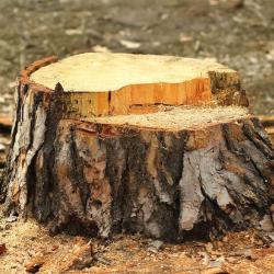 Rotherham Stump Grinding