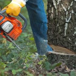 Rotherham Tree Removal